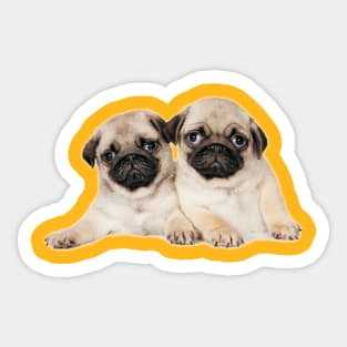 Two pug pups Sticker